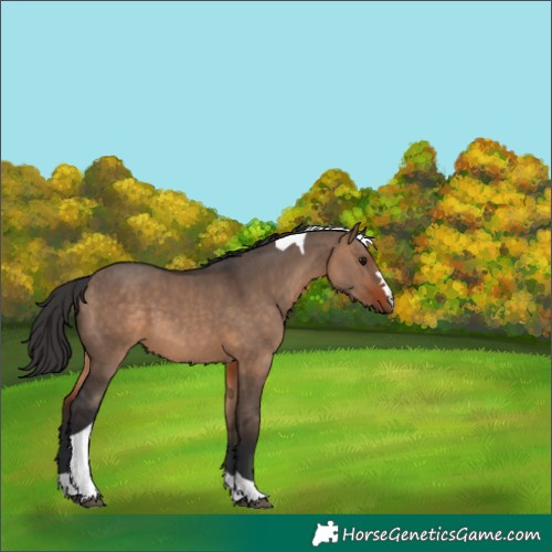 Horse Color:Bay Dun Tobiano 