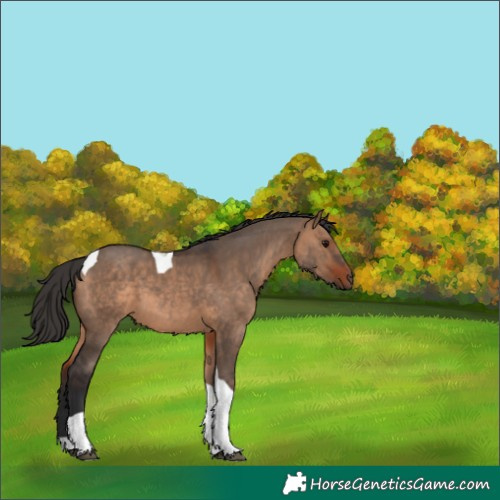 Horse Color:Bay Dun Tobiano