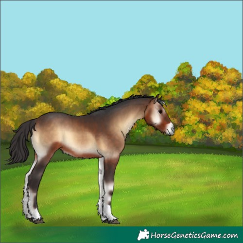 Horse Color:Bay Onyx Tobiano 