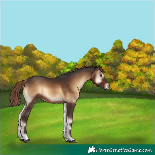 Horse Color:Liver Red Onyx 