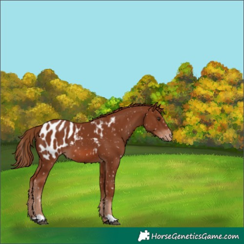 Horse Color:Chestnut Appaloosa 