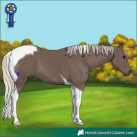 Horse Color:Silver Black Tobiano 