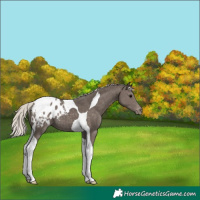 Horse Color:Silver Black Tobiano Appaloosa