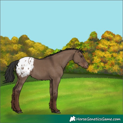 Horse Color:Liver Red Dun Appaloosa 