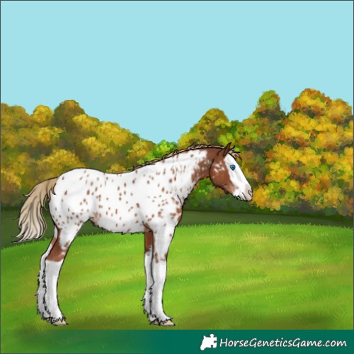 Horse Color:Chestnut Splash Appaloosa 