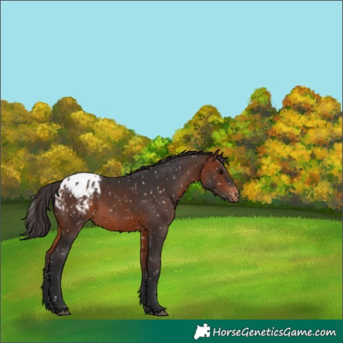 Horse Color:Bay Blanket 