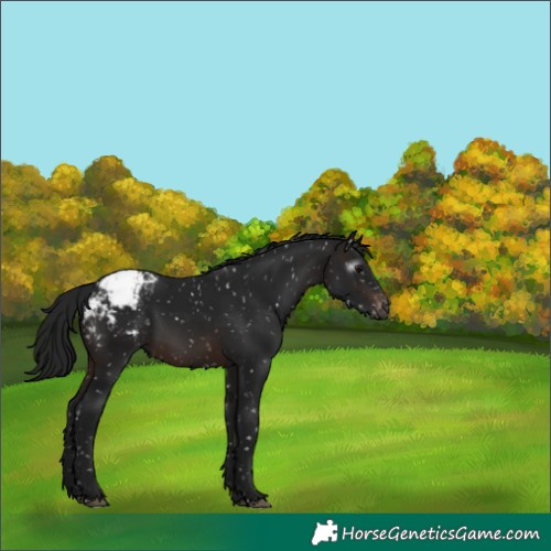 Horse Color:Gray Brown Snowflake Varnish