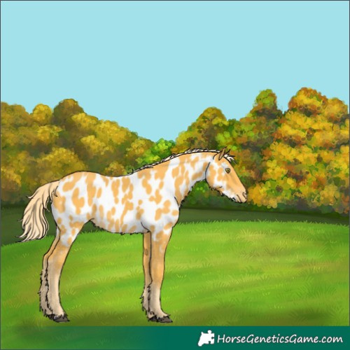Horse Color:Palomino Appaloosa 