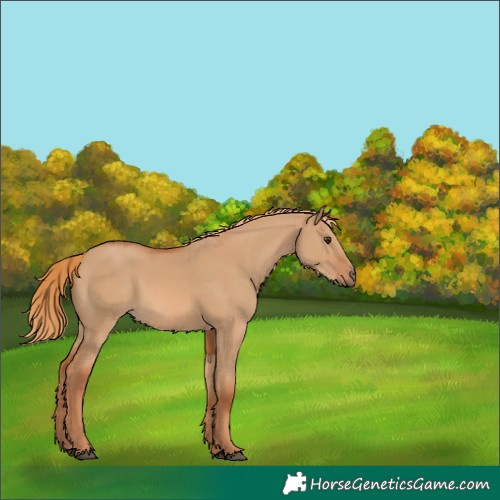 Horse Color:Red Dun 