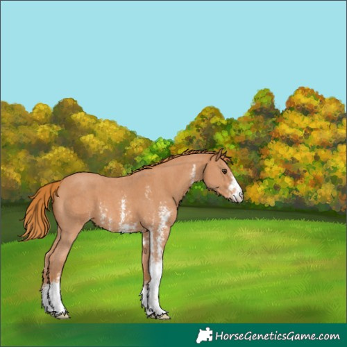 Horse Color:Chestnut Sabino