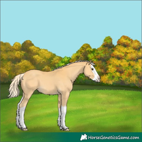 Horse Color:Palomino Splash