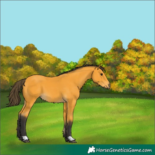 Horse Color:Buckskin 