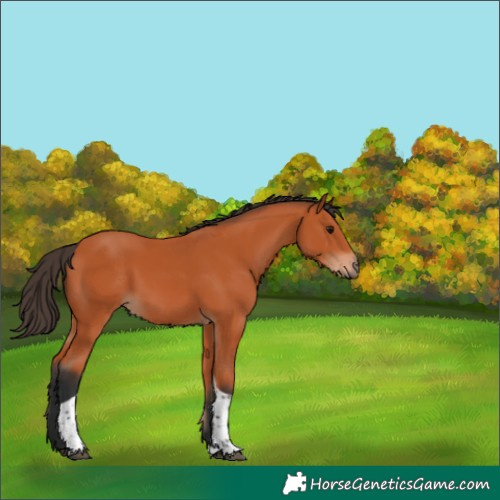 Horse Color:Bay Tobiano 