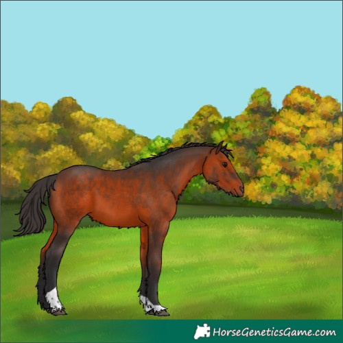 Horse Color:Brown Tobiano 