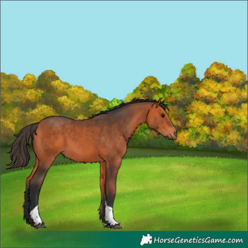 Horse Color:Bay Tobiano