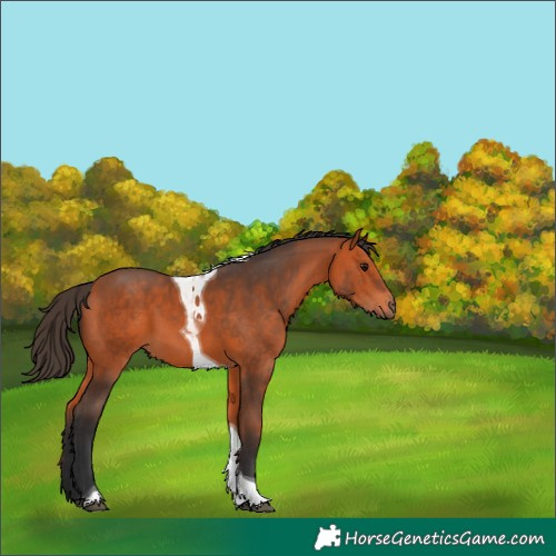 Horse Color:Bay Tobiano