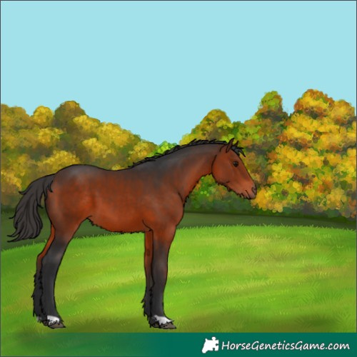 Horse Color:Bay 