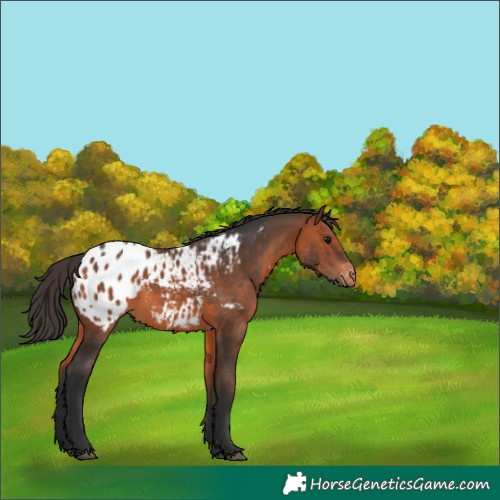 Horse Color:Bay Blanket