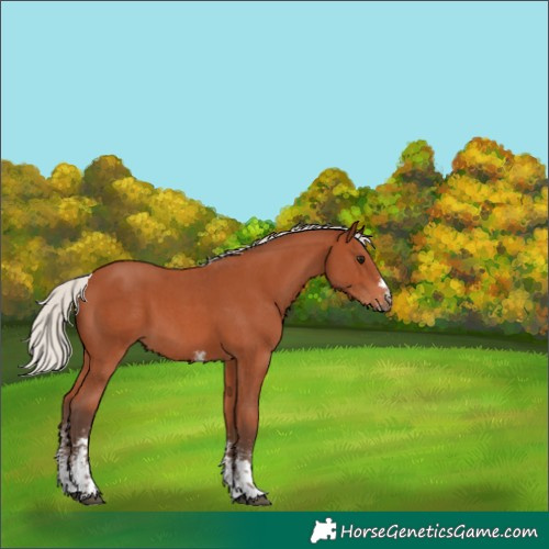 Horse Color:Silver Bay Sabino 