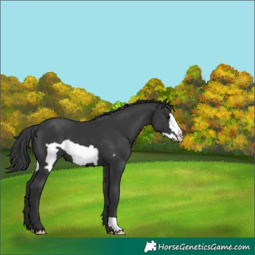 Horse Color:Black Frame 