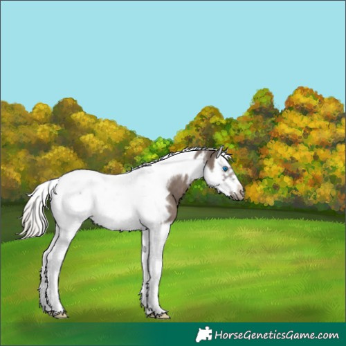Horse Color:Silver Black Splash Tobiano Frame Appaloosa 