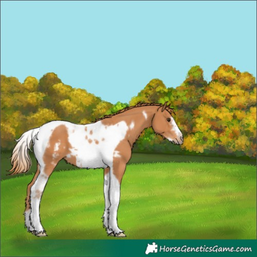 Horse Color:Chestnut Tobiano Frame 