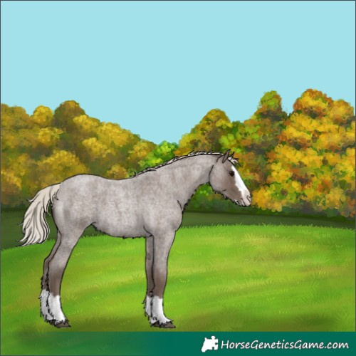 Horse Color:Silver Blue Roan Splash Appaloosa 