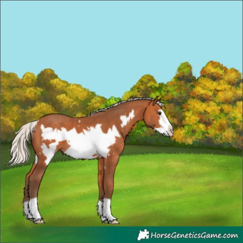 Horse Color:Silver Bay Frame