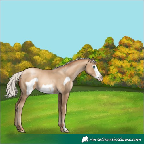 Horse Color:Gray Silver Classic Cream Champagne Pearl Frame 