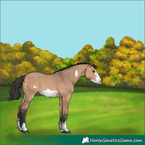 Horse Color:Bay Dun Sabino Frame Rabicano 