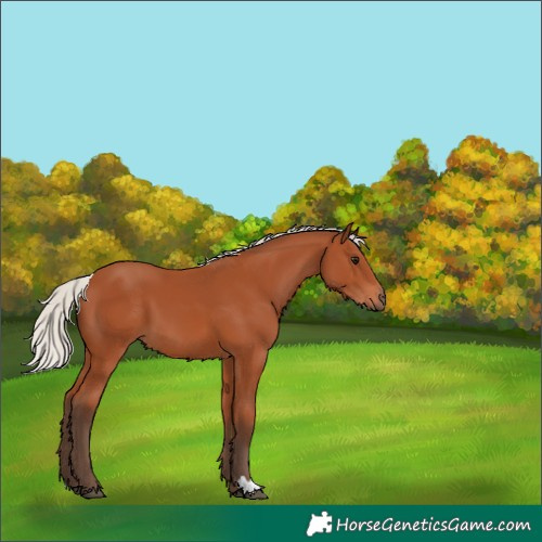 Horse Color:Silver Bay 