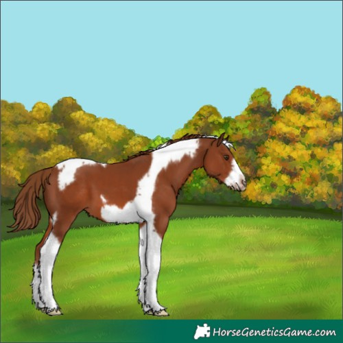 Horse Color:Chestnut Tobiano Frame 