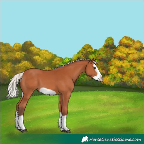 Horse Color:Silver Bay Splash Frame 