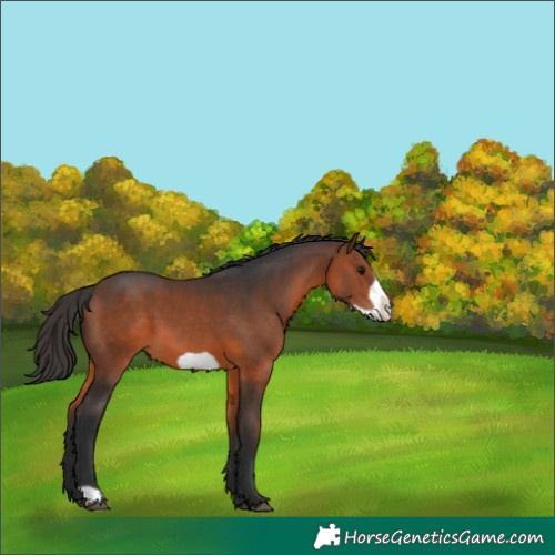 Horse Color:Brown Frame Appaloosa 