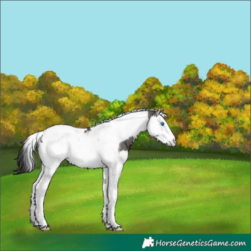 Horse Color:Grullo Splash Tobiano 