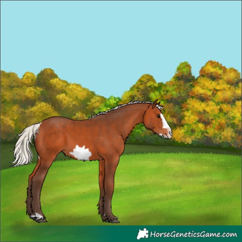 Horse Color:Silver Bay Frame 