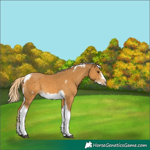 Horse Color:Palomino Tobiano Frame
