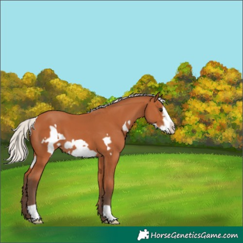 Horse Color:Silver Bay Frame 