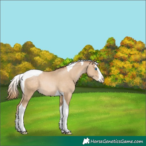 Horse Color:Smoky Black Pearl Splash Tobiano 