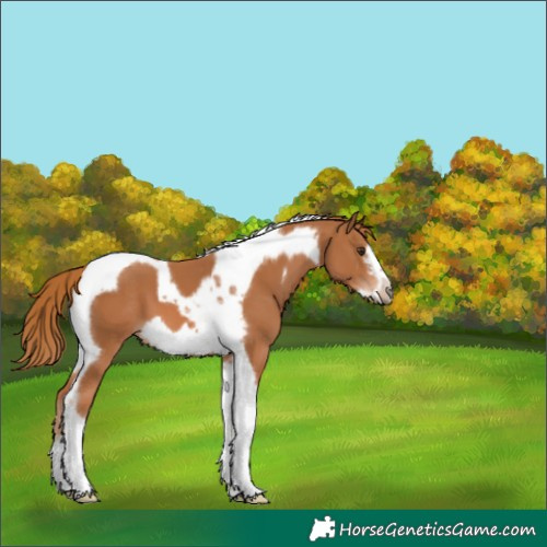 Horse Color:Chestnut Tobiano Frame 