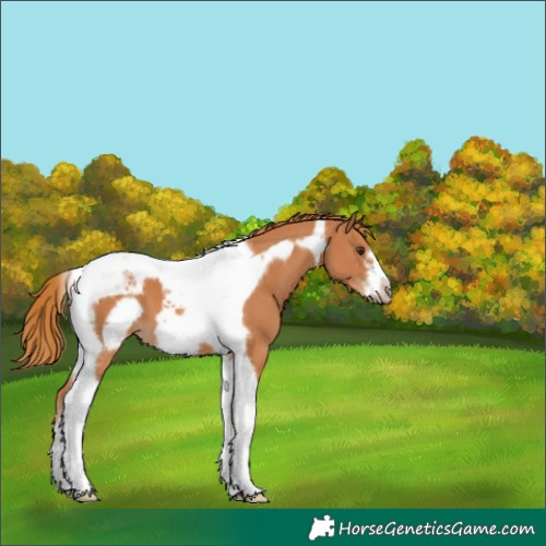 Horse Color:Chestnut Tobiano Frame 