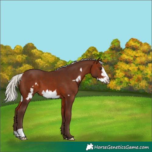 Horse Color:Silver Brown Frame 