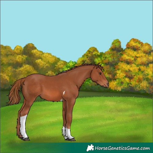 Horse Color:Chestnut Tobiano 