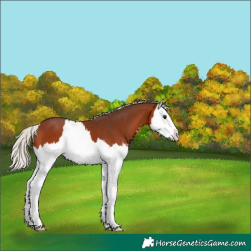Horse Color:Silver Brown Splash
