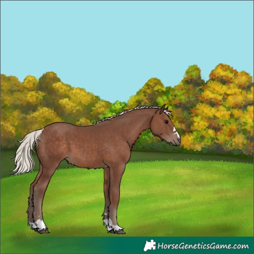 Horse Color:Silver Black
