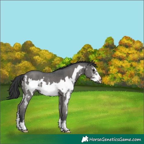 Horse Color:Black Sabino Frame