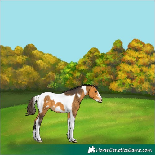 Horse Color:Buckskin Tobiano Frame