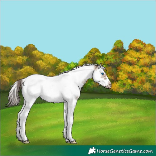 Horse Color:Classic Champagne Dun Sabino Splash Tobiano Frame 