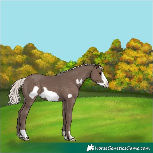 Horse Color:Silver Black Frame 