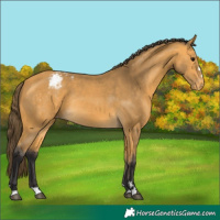 Horse Color:Buckskin Blanket Rabicano